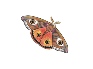 Emperor Moth
