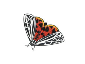 Papillon Virgin tiger