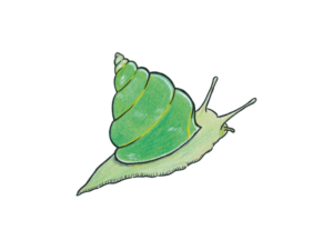 Escargot émeraude